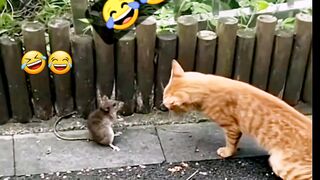 Funny Animal Videos 2023 ???? - Funniest Cats And Dogs Video ???????? funny dog videos