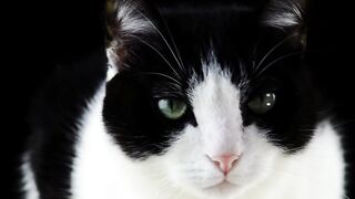 Beautiful & Cute Cat
