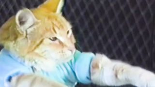 Football Cat