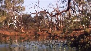 Life of Budgies parrot in their own home|| How they live in dry desert| In hindi