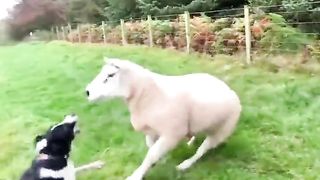 The dog knows how to do his job well!