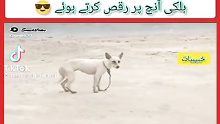 Funny video dogs funn video comedy videos