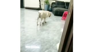 Dog ???? funny moments ????