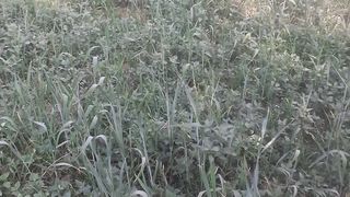 Vip view in grass