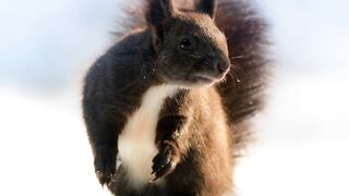 Squirrel
