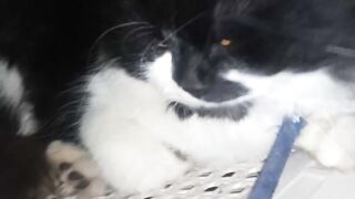 Cat with beautiful eyes & attitude