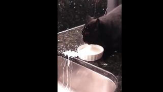 Cats Who Are Broken | Cats Who Double As Alarm Clocks (A Compilation)