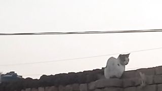 Billi ke saat baramazaak