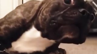 Смешные-животные-Восхитительные-коты-и-с_254.