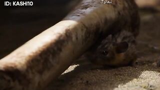 The loin king # part 3 - mowgli cartoon-animated cartoon 2023