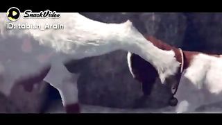 New cartoon # Goat and Baby latest funny cartoon 2023