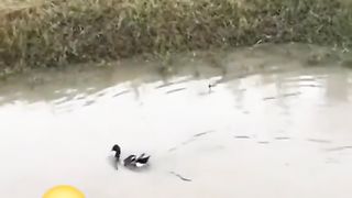 Dod Catches the Duck # best funny video 2023