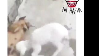 @tecnicalguru funny jokes with Dog ???? funny videos