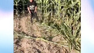 Alat-Pertanian-Kreatif-Yang-Berfungsi-De_257.
