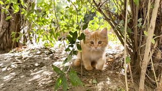 Cat playing funny