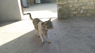 Cat beautiful