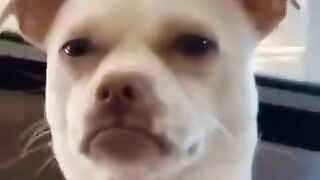 Dog dans,commady,fun,entertainment, omg