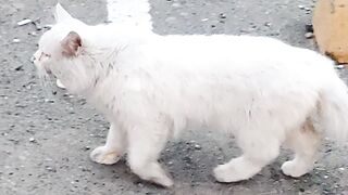 White cat