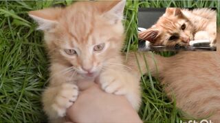 Cute cats video
