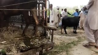 Funny video