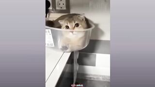 Funny Dog And Cat  Funniest Animals