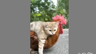 Cute animals funny video