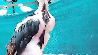 Two month old aseel chick