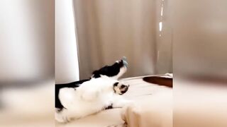 Funny animals - Funny cats / dogs - Funny animal videos