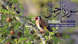 Surah Rahman With Urdu Translation Full | Episode 20 | Quran Tilawat Tarjuma | Tappyala Islamic