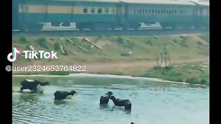 Fanny video