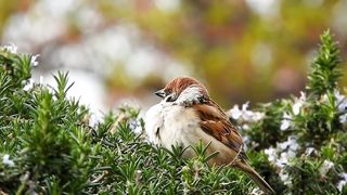 Sparrow /birds /flying /video