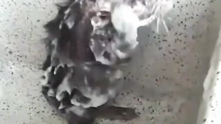 Mouse funny video