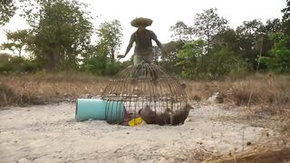 DIY Wild Bird Trap Using Pen Bird To Catch A Lot Of Bird