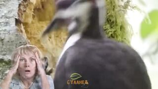 |_Amazing_fact_video_|#shorts_#gyaane_#ytshort