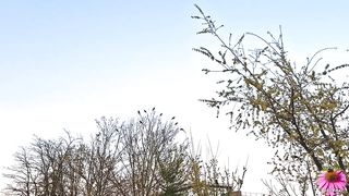 NATURE BIRD - The invasion of Rose-ringed parakeets in Ile de France