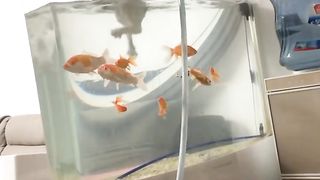 Cat video