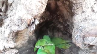 baby parrot ???? on tree ???? in there nest