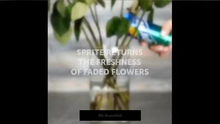 Sprite returns the freshness of faded flowers