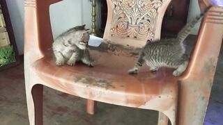 Cute cat video