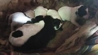 Babies
