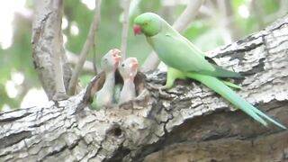 A Parrot BIRD Feeding It's Two Little Babies | Baby Parrots | Parrot Nest