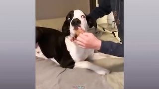 funny animal video,best funny animal video 2023