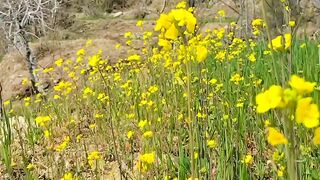 Spring season in the village