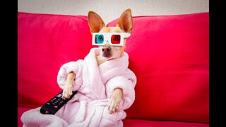 Funniest Dogs and Cats Videos | Animal funny video 2022 | Animal funny video shorts | Funny #1