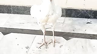 Arsal Awan Aseel