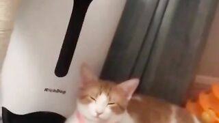 Funny cat video #funnycat #funny #funnypets #pets