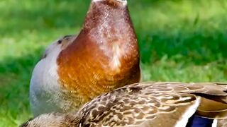 Duck |The Park Pond To Swim | Wild Duck | Birds