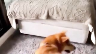 Funny pet video???????? #dog #funnypets #funnydog