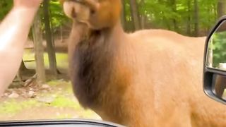 animal_funny_video_!!#short(720p).webm