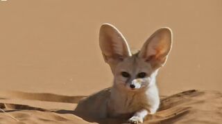 World's smallest wild dog || Fennec Fox